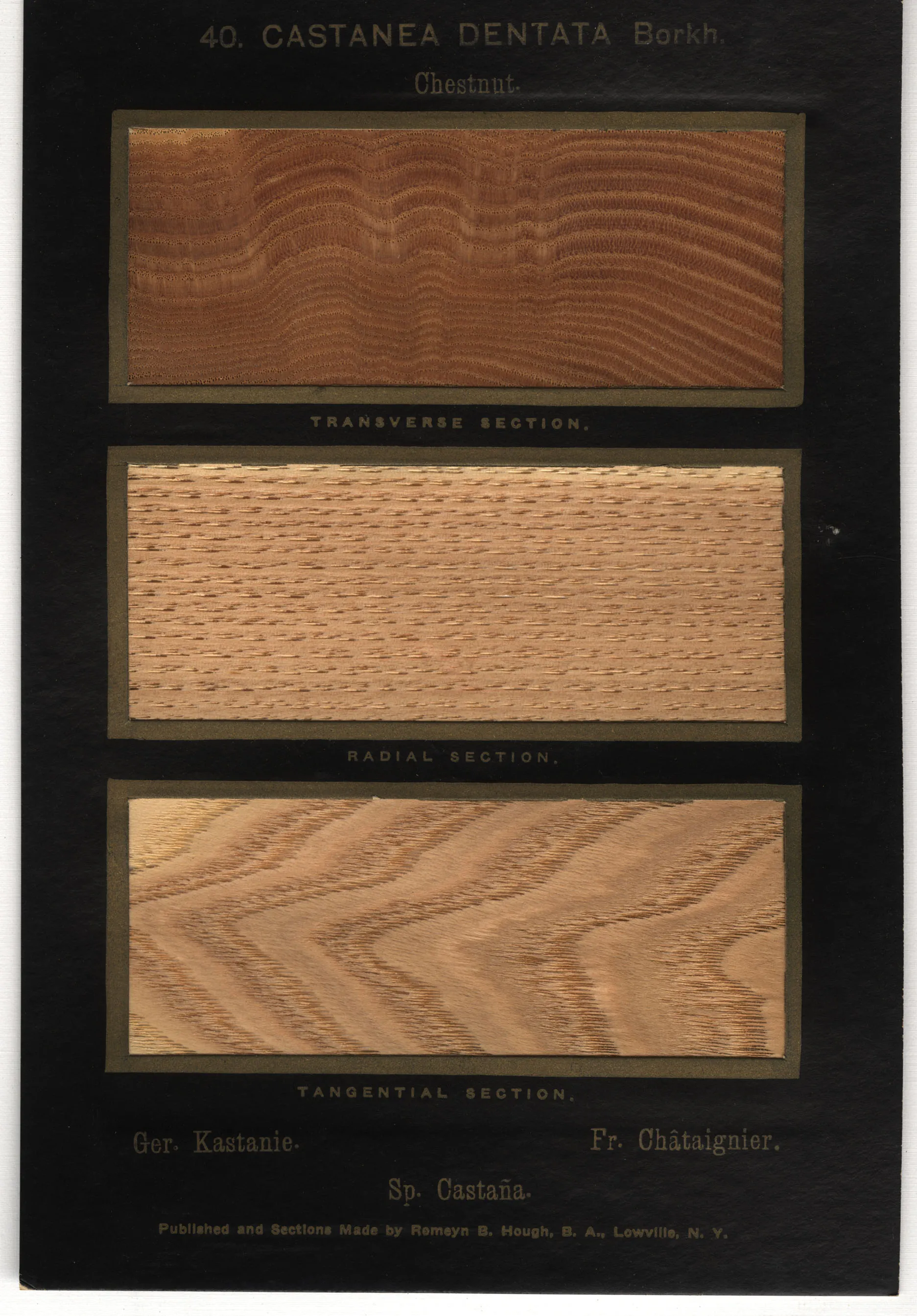 American Chestnut page of American Woods featuring transverse, radial, and tangential sections of the tree.