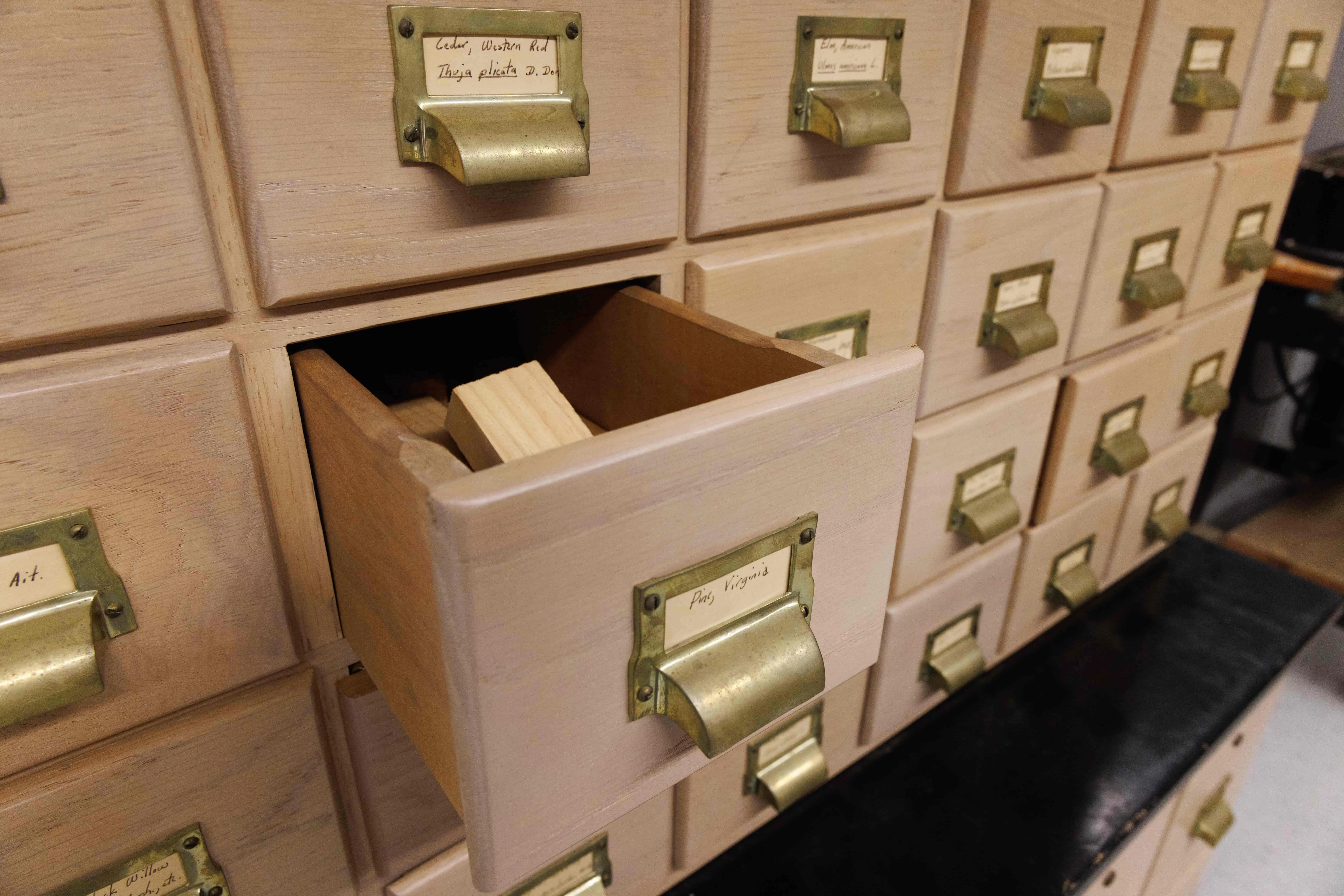 An open card catalog drawer containing Virginia Pine